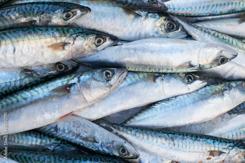 Fresh mackerel fish for sale on market