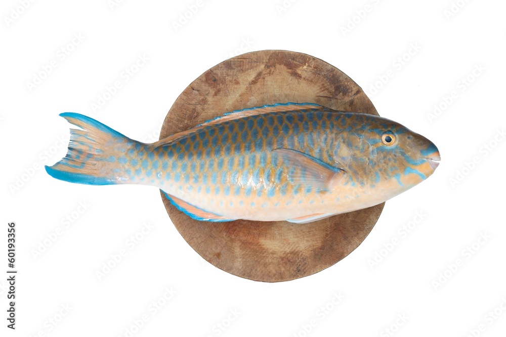 Fototapeta premium Parrot Fish