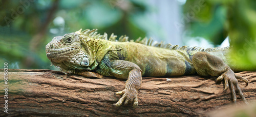 Iguana on a log