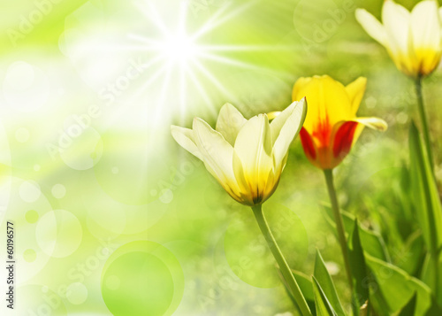 Fresh morning dew on a spring gras