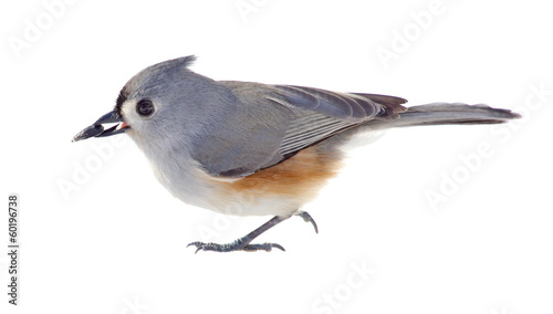 Tufted Titmouse Isolated