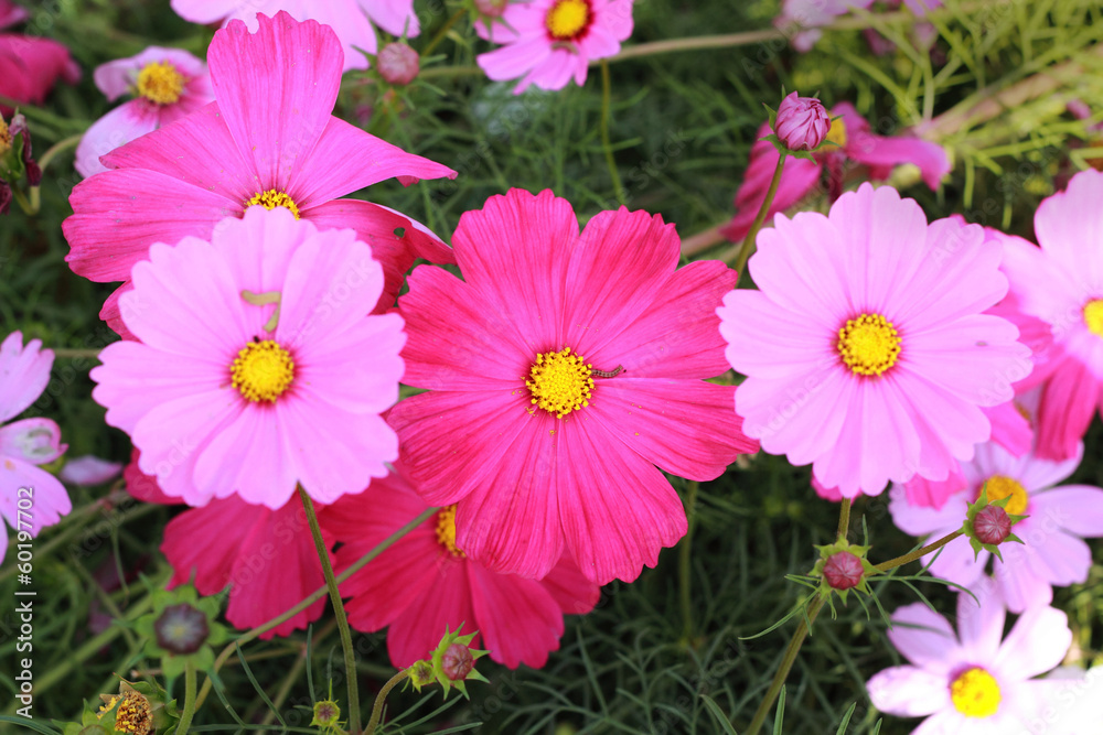 Pink cosmos flower in the garden Pink cosmos flower in the garden