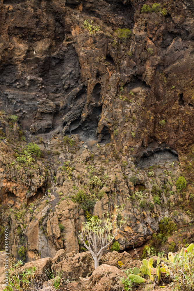 Sukkulenten in einer Schlucht auf Teneriffa