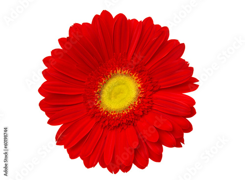 Fototapeta Naklejka Na Ścianę i Meble -  red gerbera isolated