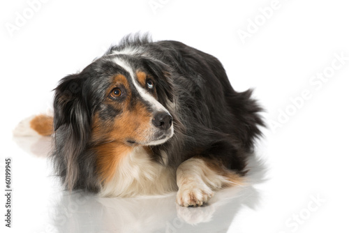 Fototapeta Naklejka Na Ścianę i Meble -  Ängstlicher Hund