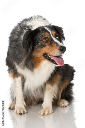 Fototapeta Naklejka Na Ścianę i Meble -  Australian Shepherd