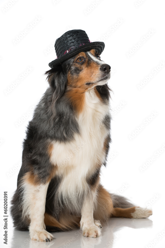 Hund mit Hut