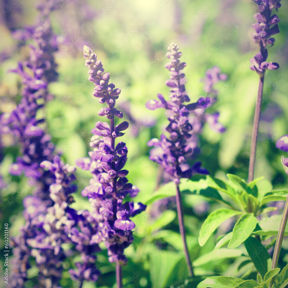 Retro photo of lavender flowers close-up in sunny day Retro photo of lavender flowers close-up in sunny day