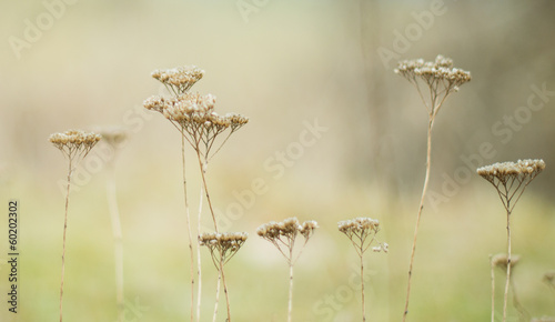 dry grass seeds