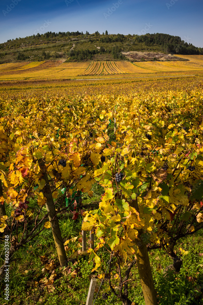 vignoble de Bourgogne