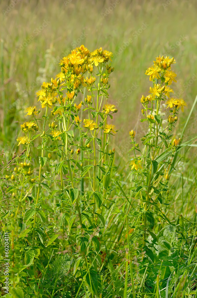 Obraz premium St. John's wort flowers