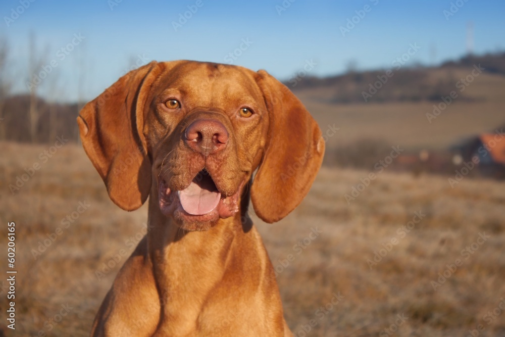 Magyar Viszla head portrait, detail, autumn Time, dog eyes,