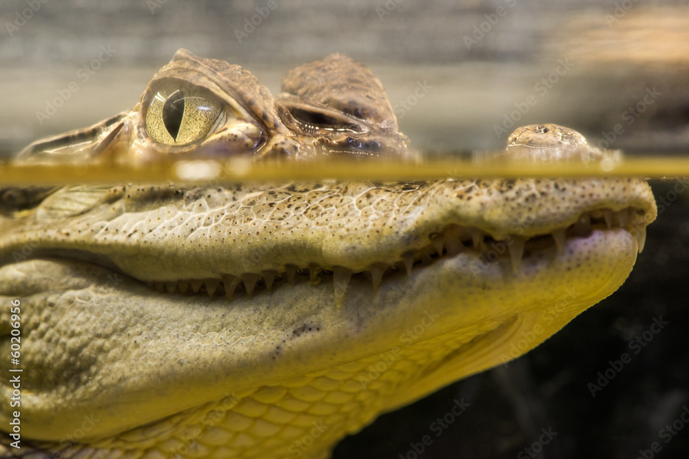Obraz premium Crocodile in water