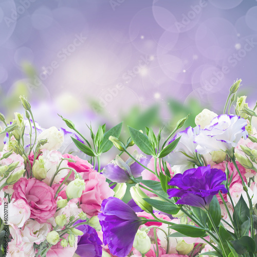 Plakat pąk fiołek kwitnący roślina