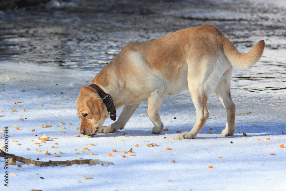 Dog in the open air. Dog in the open air.