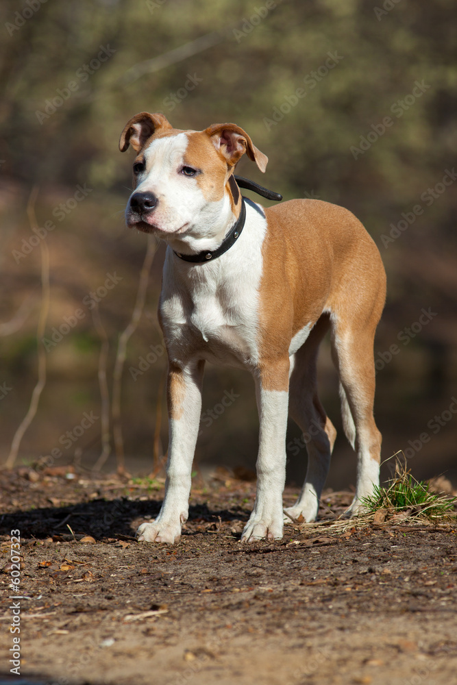 Dog in the open air.