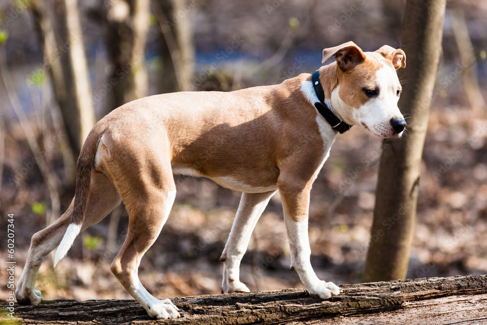 Dog in the open air.