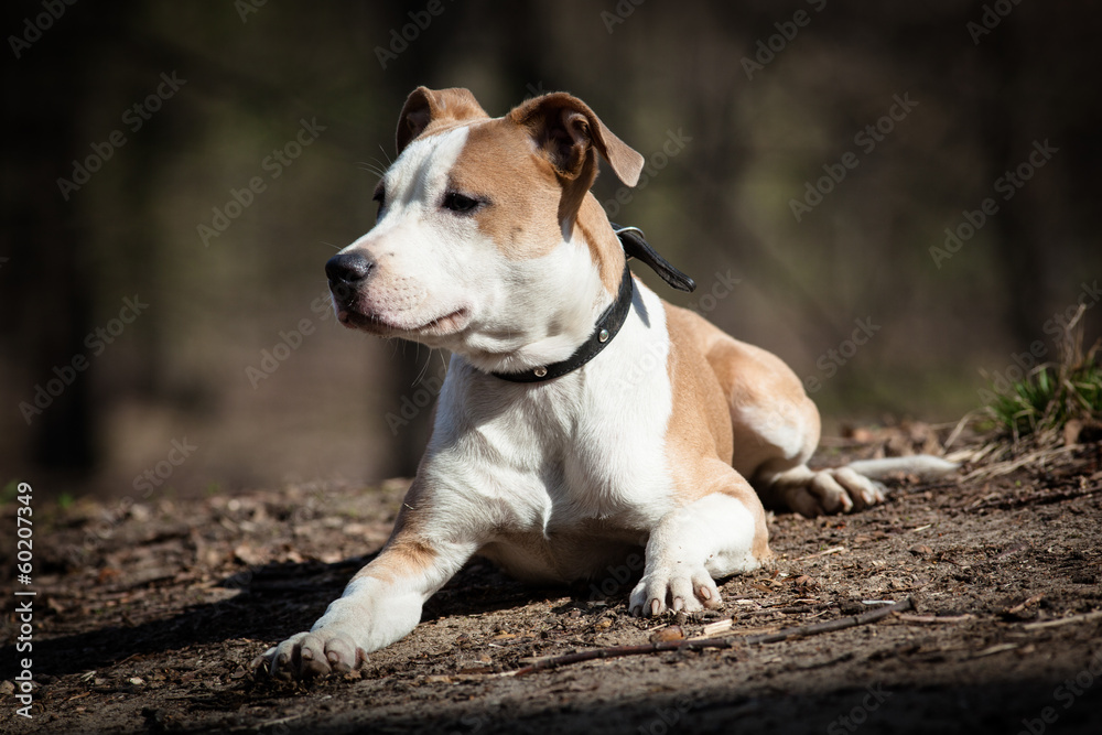 Dog in the open air.