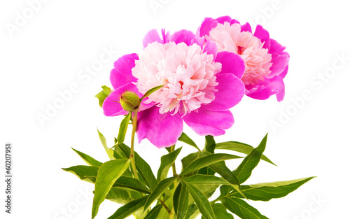 Fototapeta Naklejka Na Ścianę i Meble -  peony flower isolated