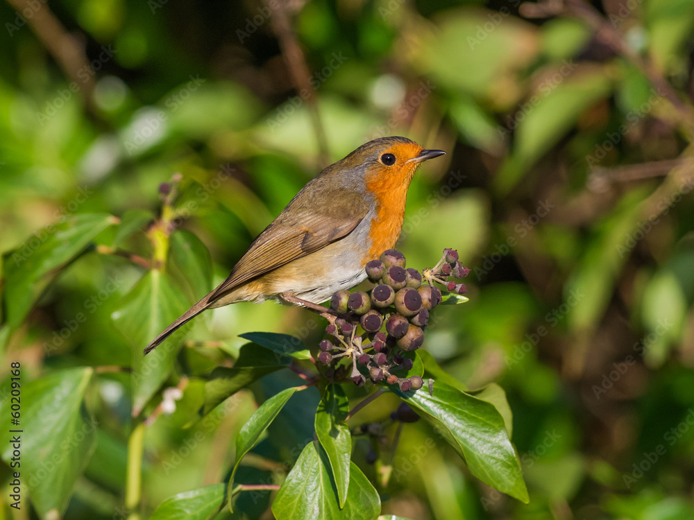 Robin on Ivy Robin on Ivy