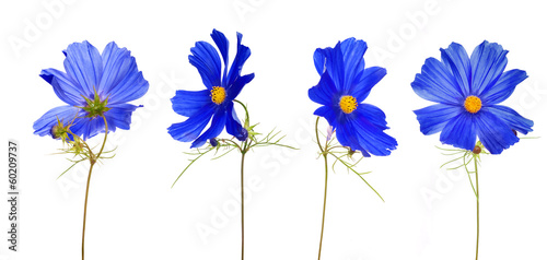 large blue flower from different sides