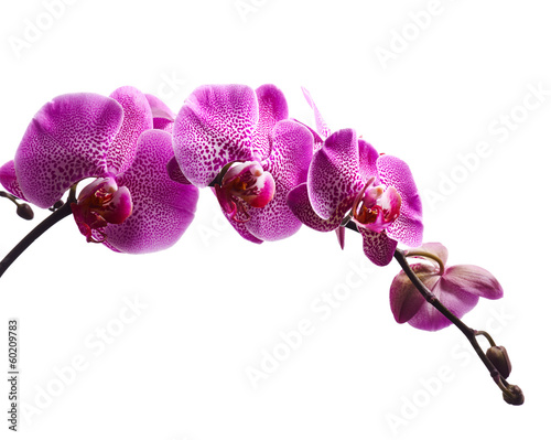 Purple orchid flowers isolated on white background