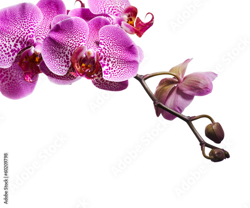 Fototapeta Naklejka Na Ścianę i Meble -  Purple orchid flowers isolated on white background