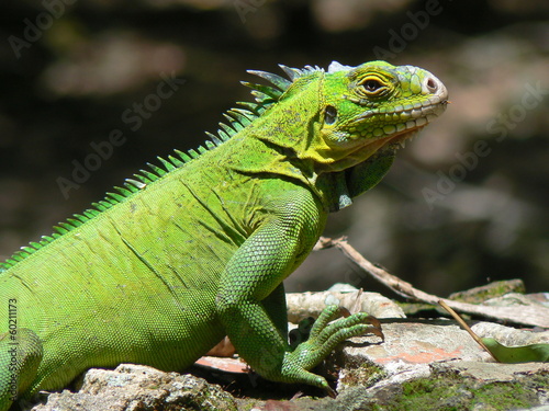 Iguane  Iguana delicatissima   Ilet Chancel  Martinique