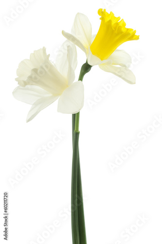 Fototapeta Naklejka Na Ścianę i Meble -  daffodil
