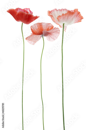 Fototapeta Naklejka Na Ścianę i Meble -  poppy