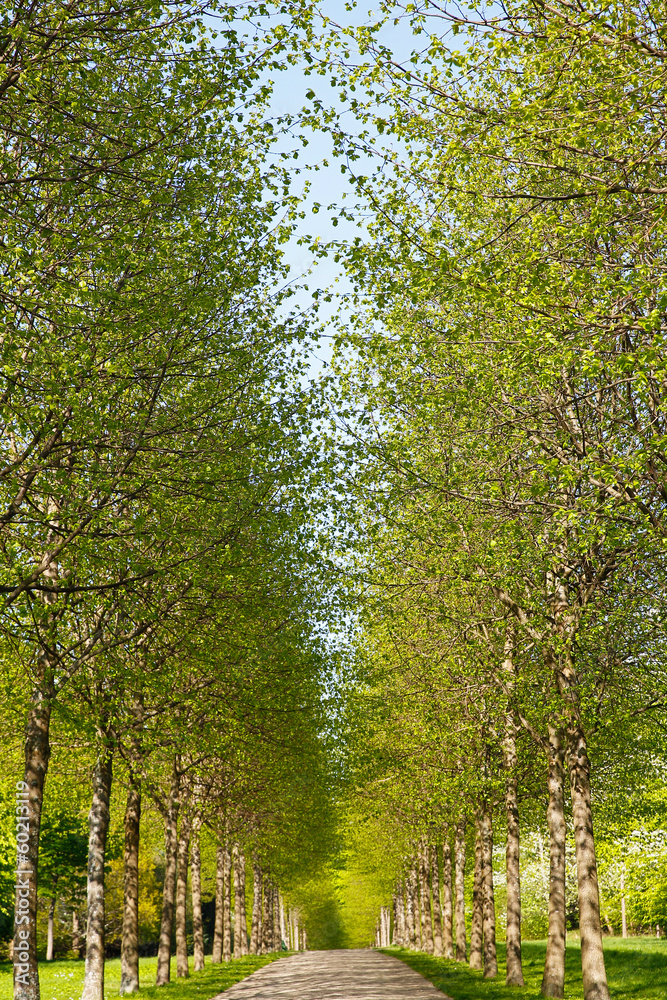 Obraz premium Alley in spring time