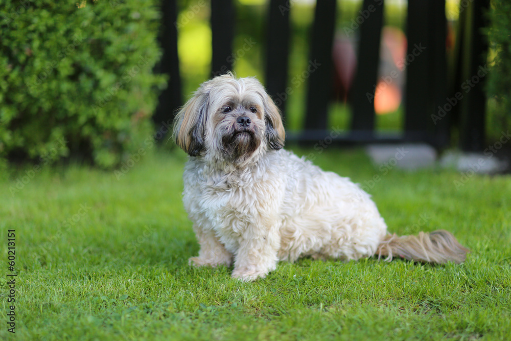 Fotografia Purebred lhasa apso dog