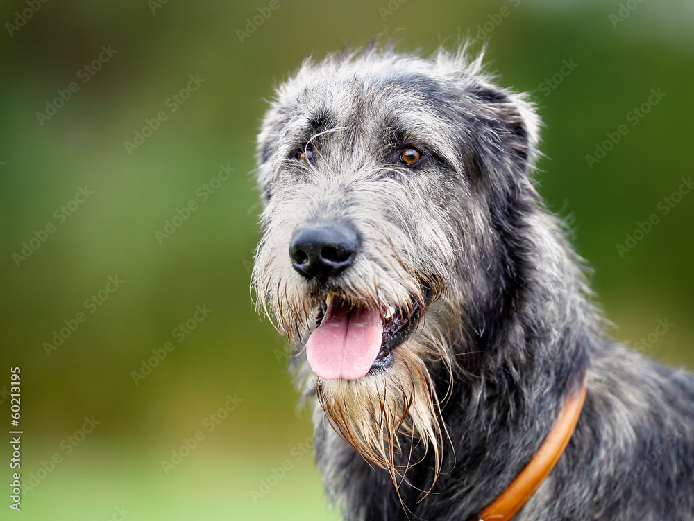 Scottish wolfhound