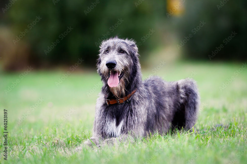 Sitting scottish wolfhound