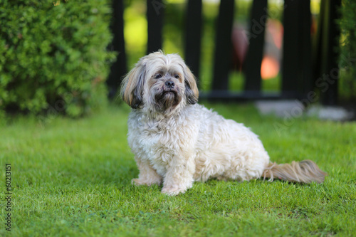 Obraz na plátně Purebred lhasa apso dog