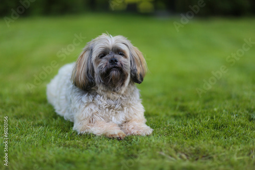 Fototapeta Naklejka Na Ścianę i Meble -  Lhasa apso dog
