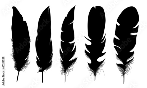 set of black  isolated feathers on white background