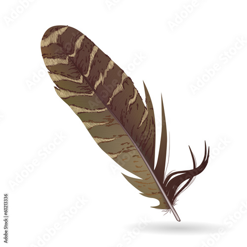 isolated feather on white background