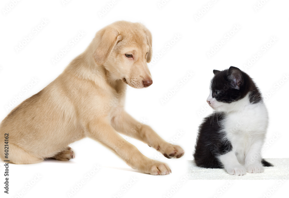 beige puppy and kitten
