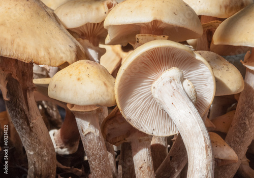cluster of wild mushrooms