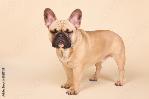 Angry French bulldog © Ivonne Wierink