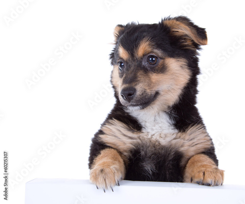 Cute puppy isolated on white background