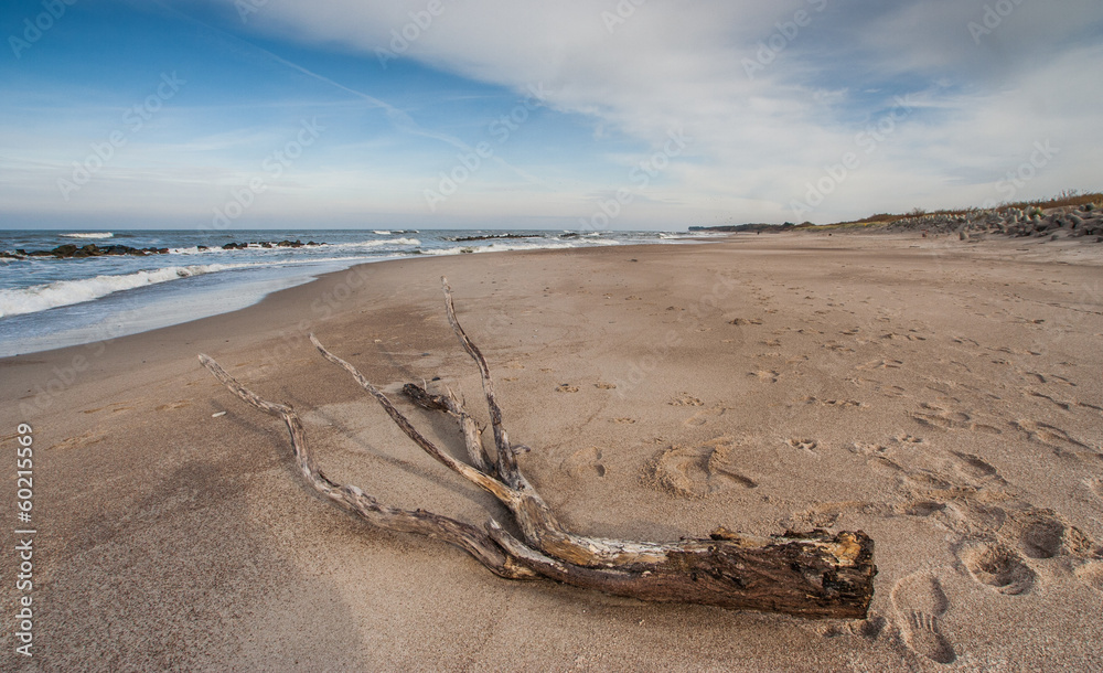 Driftwood on a beach in the north of Poland Driftwood on a beach in the north of Poland