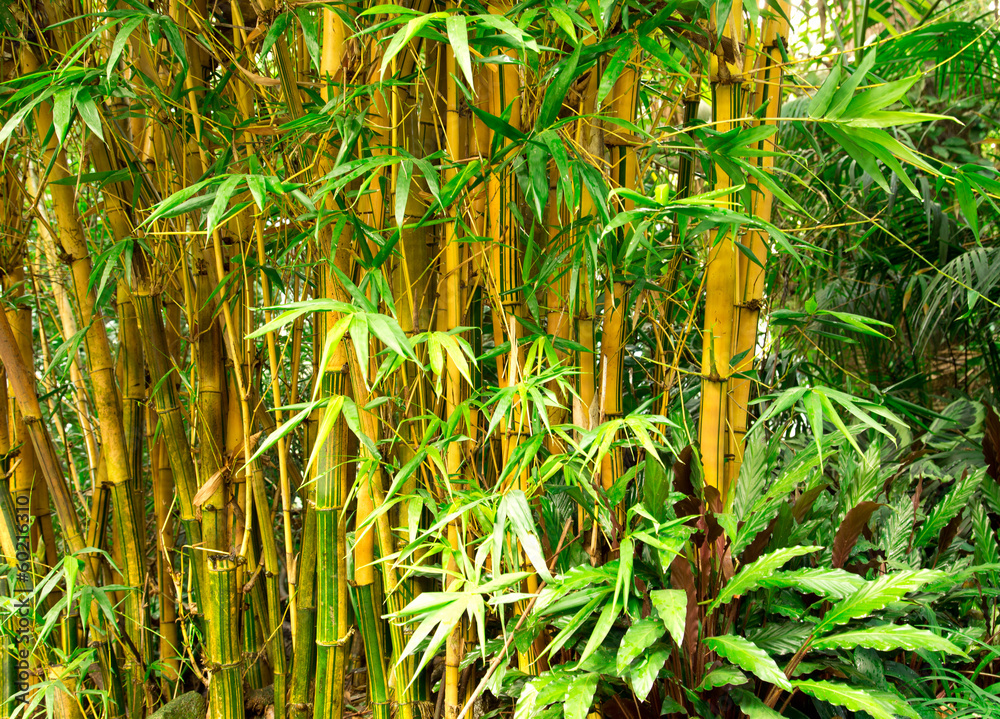 Fototapeta premium Bamboo background