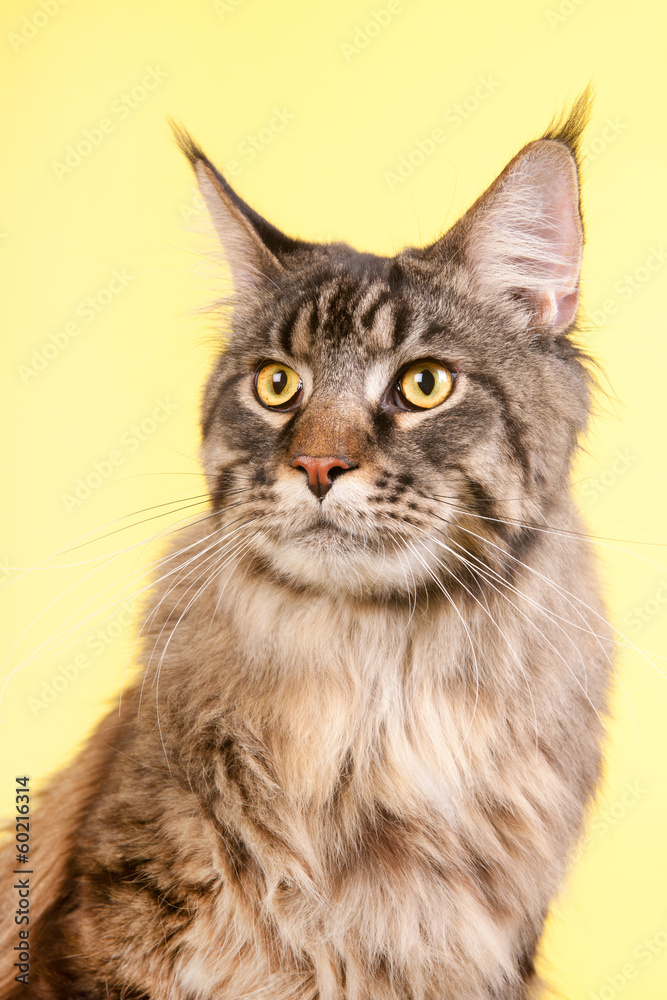 Maine coon cat on pastel yellow
