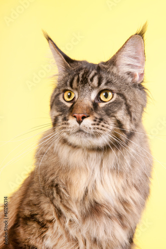 Maine coon cat on pastel yellow