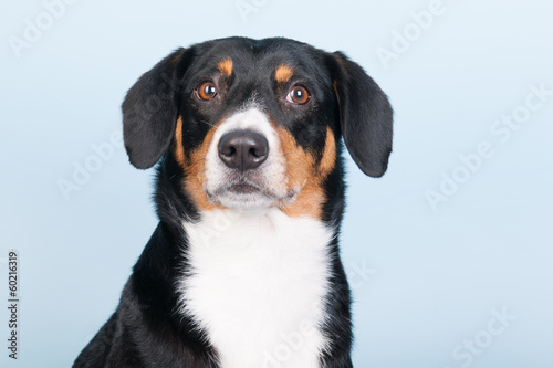 Fototapeta Naklejka Na Ścianę i Meble -  Portrait Sennen hund