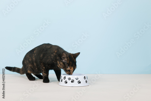 Fototapeta Naklejka Na Ścianę i Meble -  Turtle cat eating on blue background