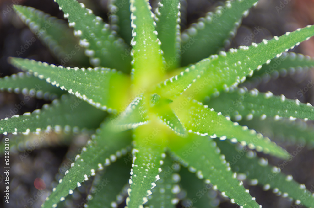 Cactus Cactus