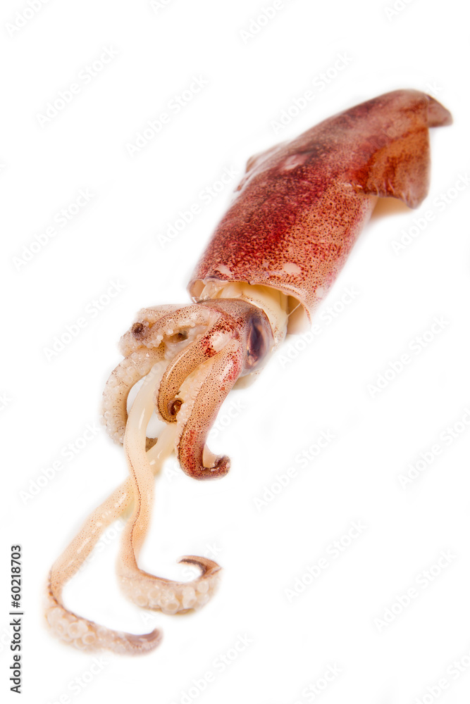 Naklejka premium calamari freschi